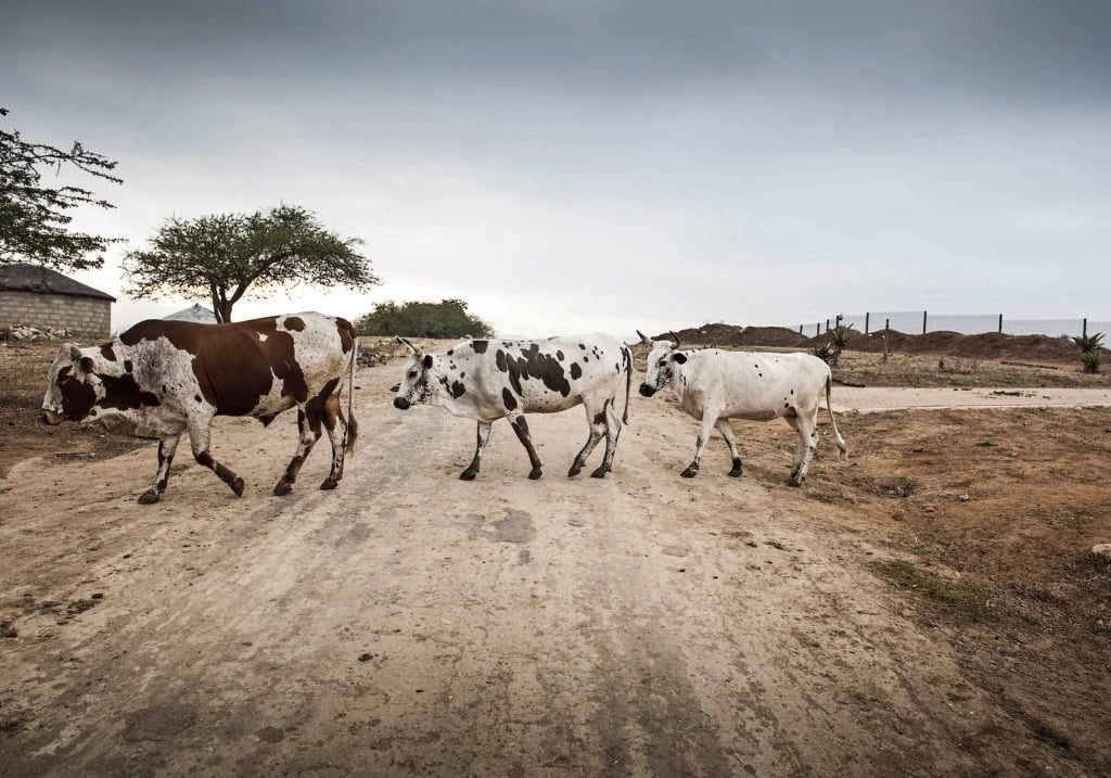Rural KwaZulu-Natal is helping the world find a TB vaccine