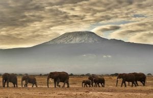 Elephants in KwaZulu-Natal face culling because of overcrowding