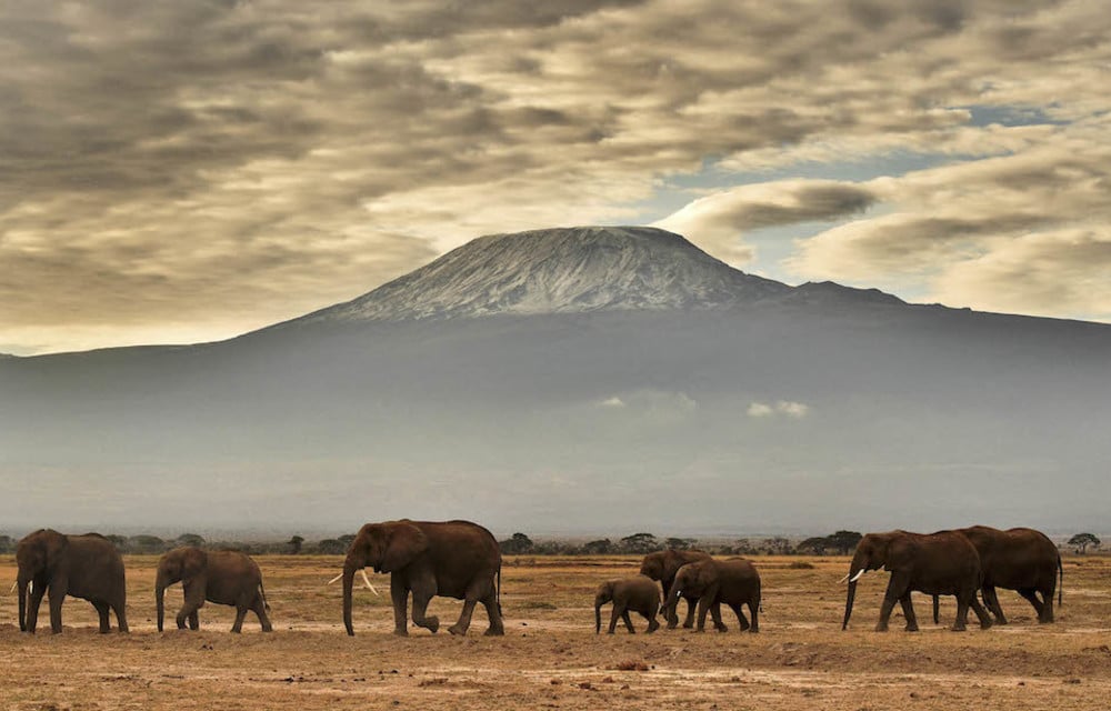 Elephants in KwaZulu-Natal face culling because of overcrowding