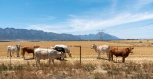 Tulbagh, Western Cape, South Africa, Cattle Grazing In A Farm At Tulbagh In On Wheat Field In The Swartland Region Of The Western Cape, South Africa
