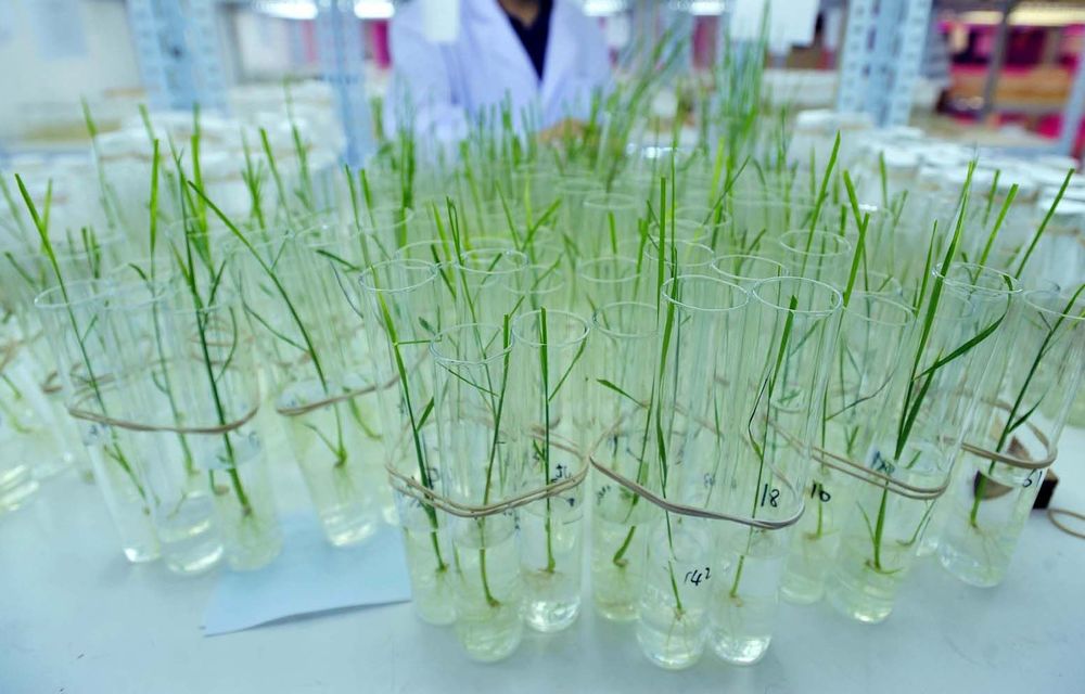 Africa shifts to genetic modification to boost food security