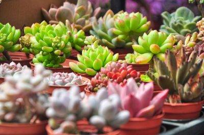 Illegal succulent trade is rampant in South Africa
