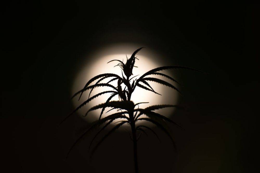Cannabis Plants
