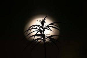 Cannabis Plants