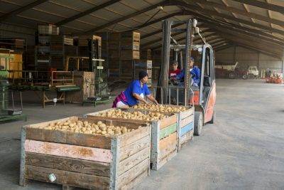Workers Preparing Potatoes; Cape Town