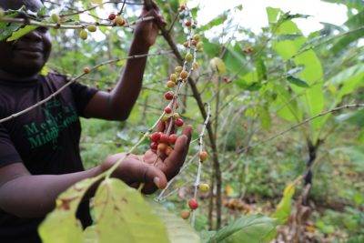 Africa's "natural Coffee" Center In Uganda