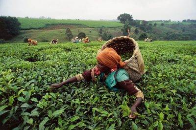 Woman Collecting Tea On Plantation, Limuru