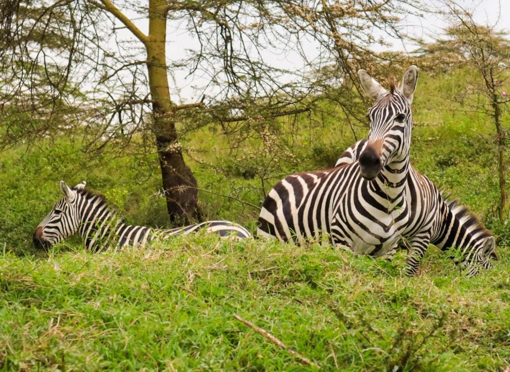 Are private wildlife conservancies the way to sustainable tourism in Africa?