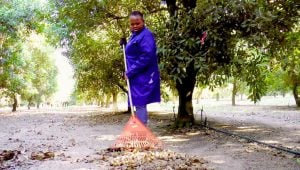 Macadamia Farmer Using Smart Agriculture 5 Big