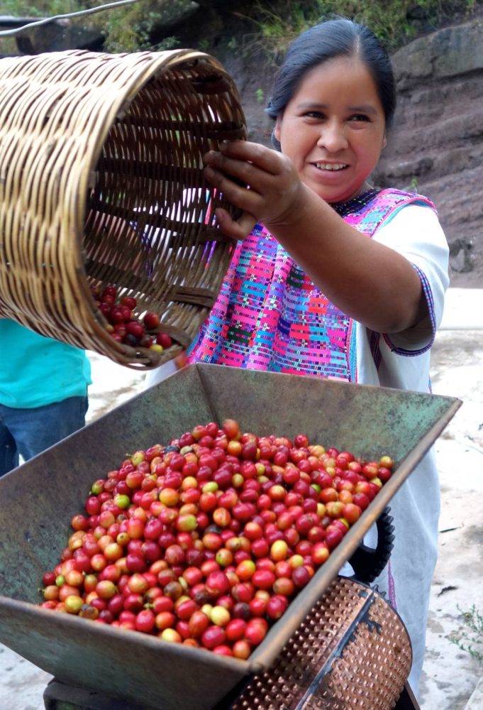 Mexican Lady Coffee Beans Painting Pic
