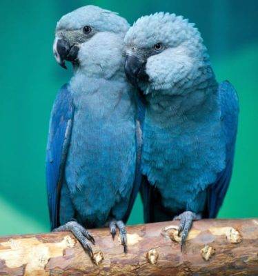 Spix's Mccaw