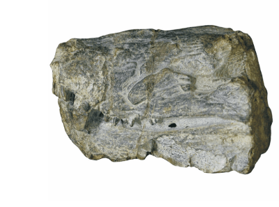 Local scientist discovers new species of ancient reptile