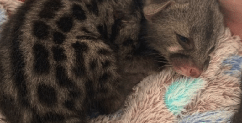 Howick wildlife centre cared for over 1000 animals in 2023