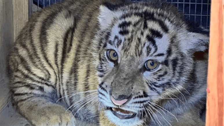 Tiger cub kept as a pet in KZN yard is confiscated, moved to Pretoria Zoo